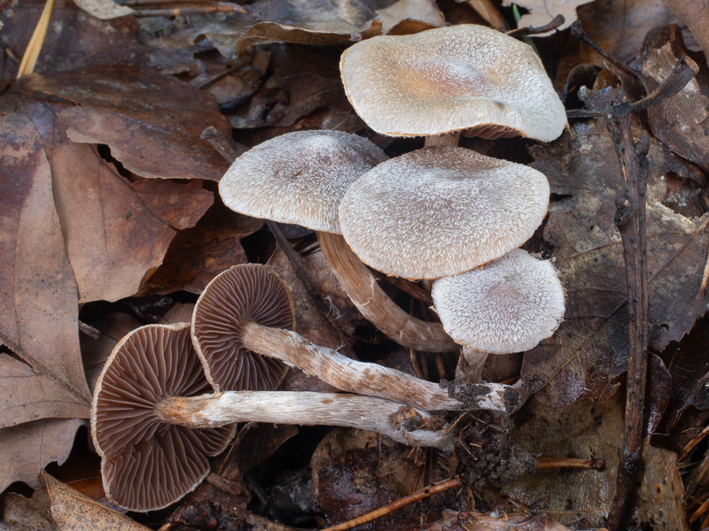 Cortinarius geraniolens